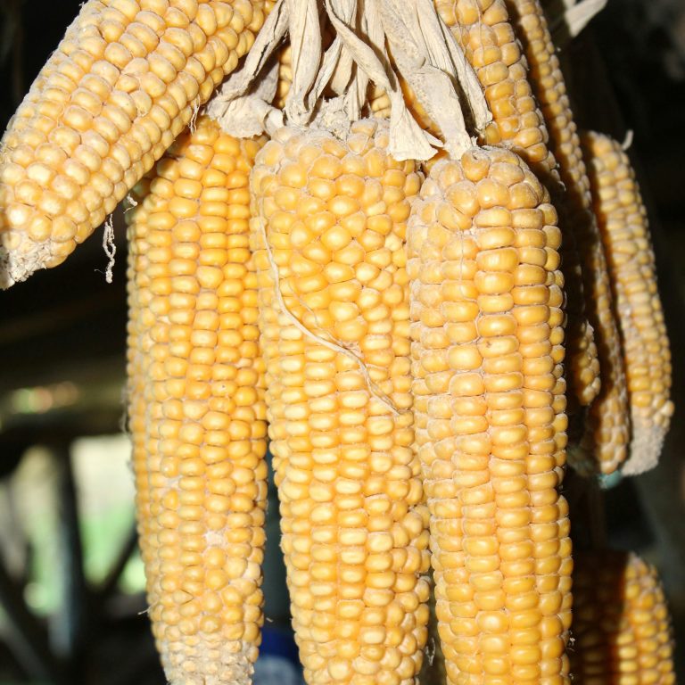 corn