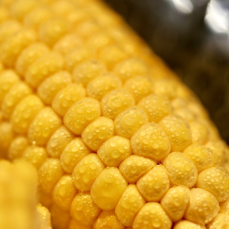 jagung1