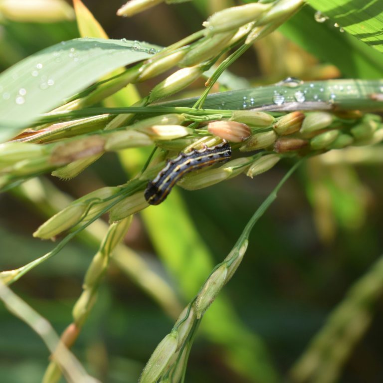 jagung2