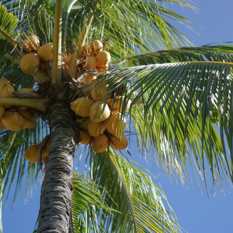 herry-sucahya-yWtyDC6D-Vw-unsplash