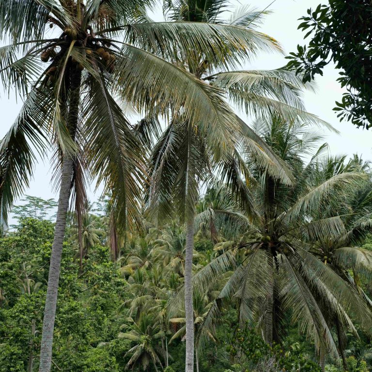 kelapa1
