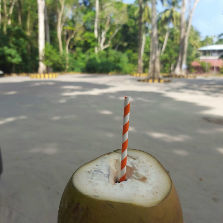 kelapa2